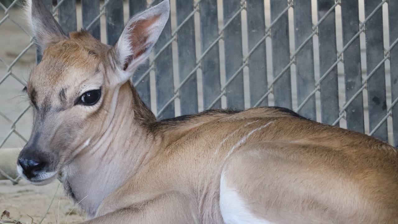 Baby Zebra, Baby Eland Born At Disney’s Animal Kingdom Lodge